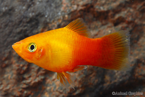 picture of Sunburst Platy Reg                                                                                   Xiphophorus maculatus