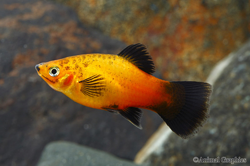 picture of Sunburst Wag Platy Reg                                                                               Xiphophorus maculatus