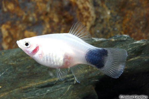 picture of White Crescent Platy Lrg                                                                             Xiphophorus maculatus