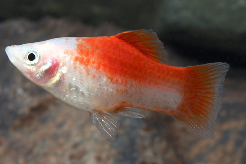 picture of Pineapple Candy Platy Reg                                                                            Xiphophorus maculatus