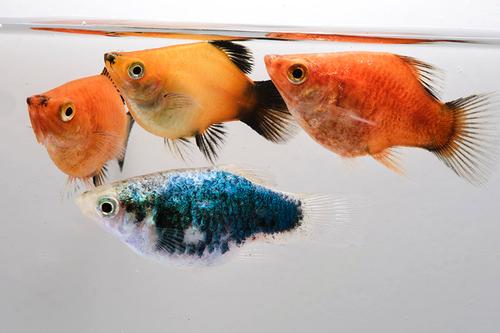 picture of Assorted Balloon Platy Reg                                                                           Xiphophorus maculatus