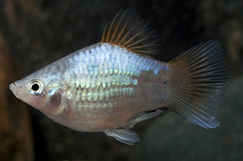 picture of Balloon Neon Green Platy Med                                                                         Xiphophorus maculatus