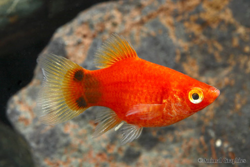 picture of Balloon Red Crescent Platy Reg                                                                       Xiphophorus maculatus