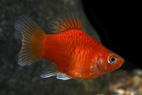 picture of Balloon Red Platy Reg                                                                                Xiphophorus maculatus