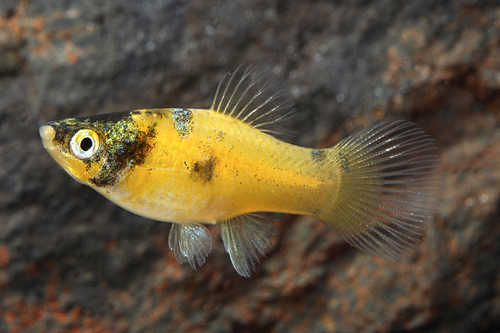 picture of Black Cap Bumblebee Platy Reg                                                                        Xiphophorus maculatus