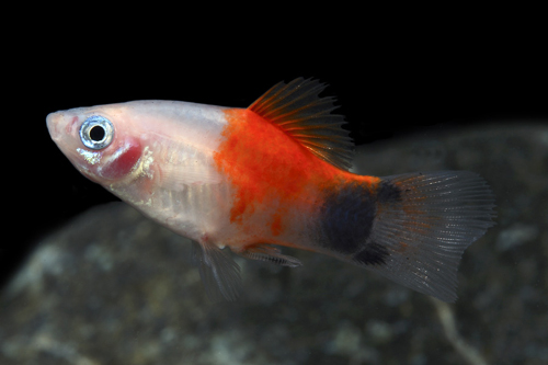 picture of Pineapple Candy Crescent Platy Reg                                                                   Xiphophorus maculatus