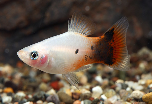 picture of Dalmatian Crescent Platy Med                                                                         Xiphophorus maculatus