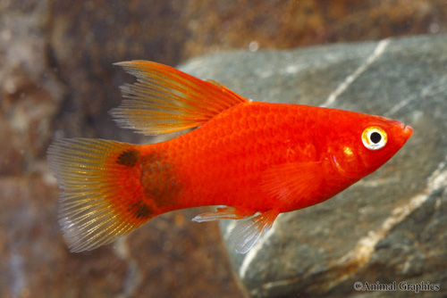 picture of Red Crescent Highfin Platy Reg                                                                       Xiphophorus maculatus