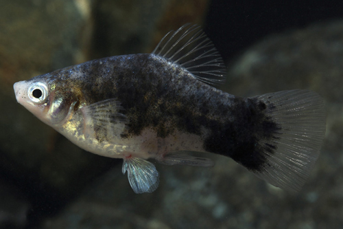 picture of Marble Platy Med                                                                                     Xiphophorus maculatus