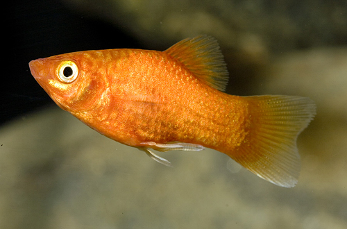 picture of Neon Orange Platy Reg                                                                                Xiphophorus maculatus