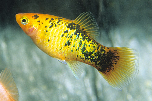 picture of Neon Yellow Calico Platy Lrg                                                                         Xiphophorus maculatus