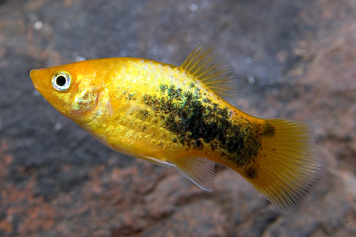 picture of 24-Karat Tuxedo Platy Reg                                                                            Xiphophorus maculatus