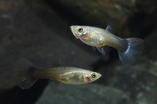 picture of Assorted Fancy Guppy Female Med                                                                      Poecilia reticulata