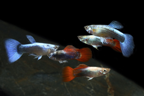 picture of Assorted Fancy Guppy Male Med                                                                        Poecilia reticulata