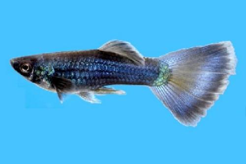 picture of Blue Delta Guppy Male Med                                                                            Poecilia reticulata