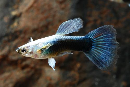 picture of Blue Diamond Delta Guppy Male Reg                                                                    Poecilia reticulata