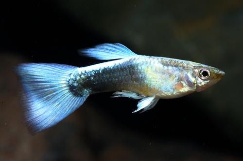 picture of Blue Metallic Guppy Male Med                                                                         Poecilia reticulata