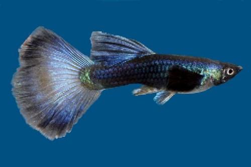 picture of Blue Moscow Delta Guppy Male Sml                                                                     Poecilia reticulata