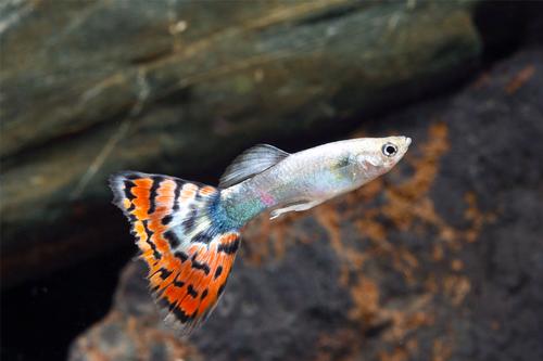 picture of Blue Variegated Delta Guppy Male Reg                                                                 Poecilia reticulata