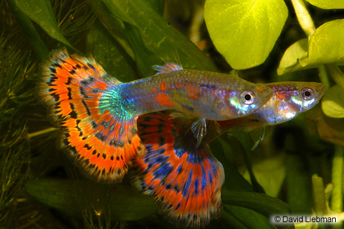 picture of Blue Variegated Delta Guppy Male Med                                                                 Poecilia reticulata