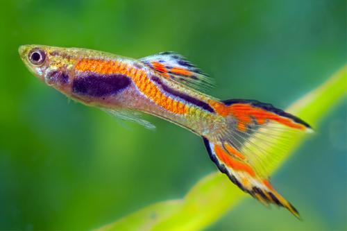 picture of Endler's Livebearer Male Med                                                                         Poecilia wingei