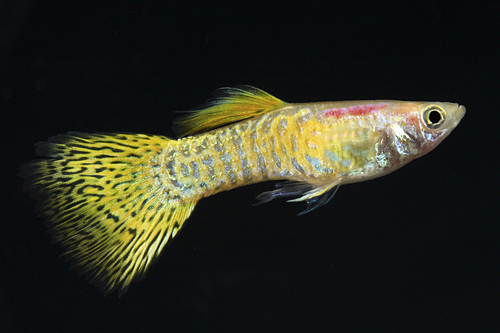 picture of Gold Cobra Delta Guppy Male Med                                                                      Poecilia reticulata