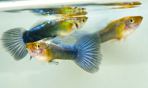 picture of Neon Blue Guppy Male Med                                                                             Poecilia reticulata