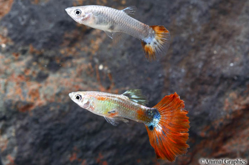 picture of Red Delta Guppy Male Med                                                                             Poecilia reticulata