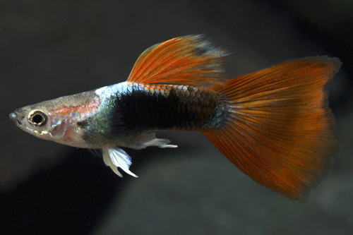 picture of Red Tuxedo Guppy Male Med                                                                            Poecilia reticulata