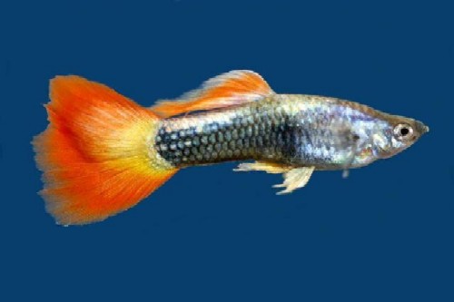 picture of Tequila Sunrise Tuxedo Guppy Male Med                                                                Poecilia reticulata