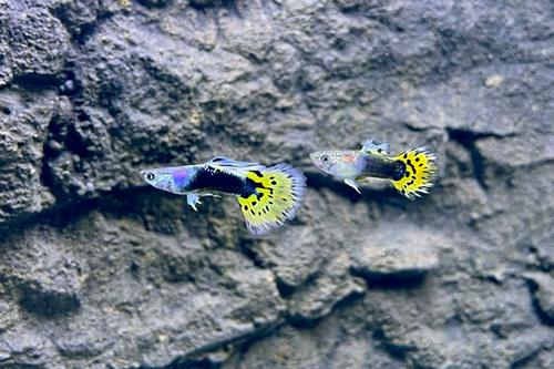 picture of Yellow & Black Leopard Guppy Male Med                                                                Poecilia reticulata