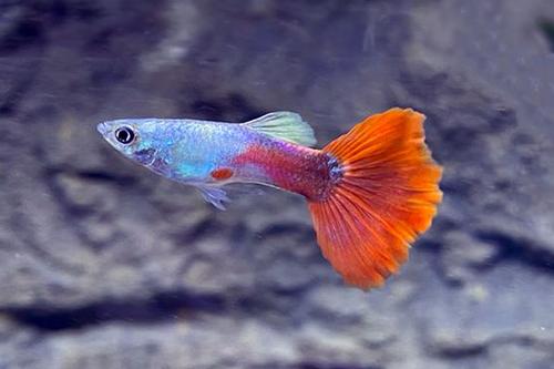 picture of Platinum Redtail Guppy Male Reg                                                                      Poecilia reticulata