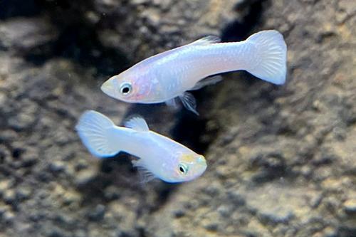 picture of White Moscow Guppy Male Med                                                                          Poecilia reticulata