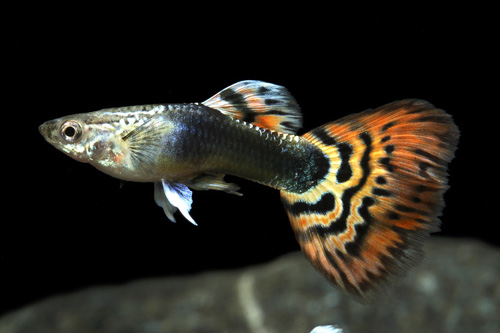 picture of Sunray Delta Guppy Male Med                                                                          Poecilia reticulata