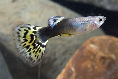 picture of Half Black Yellow Delta Guppy Male Med                                                               Poecilia reticulata