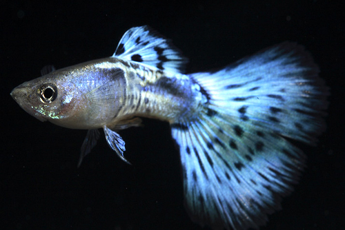 picture of Half Blue Cobra Delta Guppy Male Med                                                                 Poecilia reticulata