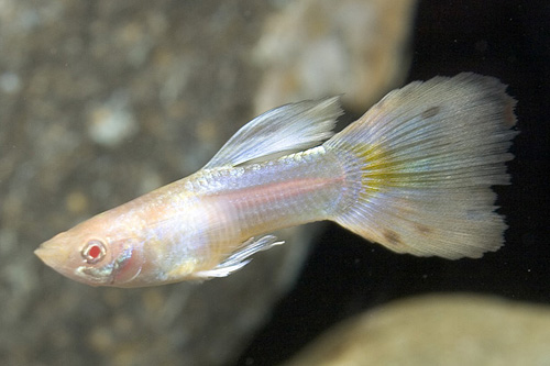 picture of Albino Platinum Delta Guppy Male Med                                                                 Poecilia reticulata