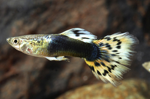 picture of Black Leopardtail Guppy Male Med                                                                     Poecilia reticulata