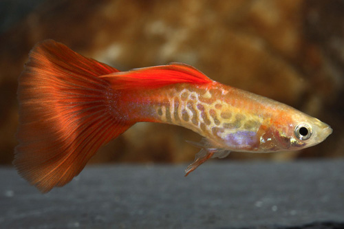 picture of Blonde Cobra Guppy Male Med                                                                          Poecilia reticulata