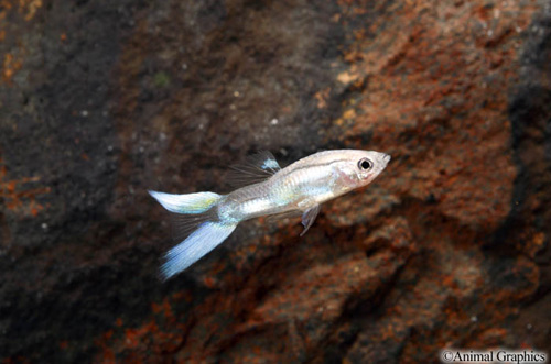 picture of Blue Butterfly Lyretail Guppy Male Med                                                               Poecilia reticulata