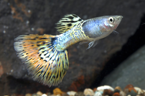 picture of Bluegrass Delta Guppy Male Med                                                                       Poecilia reticulata