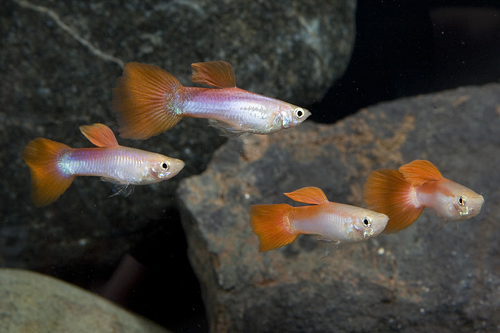 picture of Neon Red Delta Guppy Male Med                                                                        Poecilia reticulata