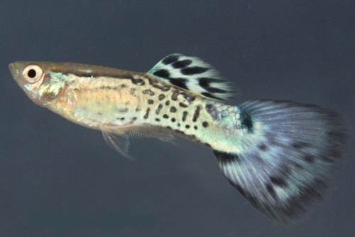 picture of Platinum Cobra Guppy Male Med                                                                        Poecilia reticulata