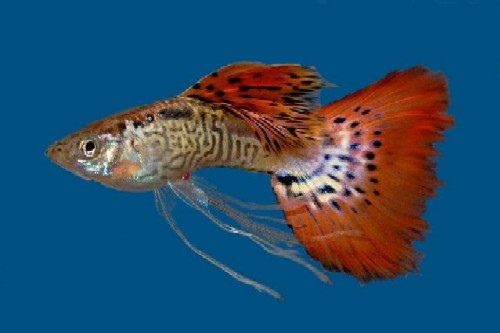 picture of Red Cobra Guppy Male Med                                                                             Poecilia reticulata