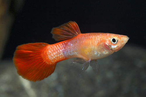 picture of Red Coral Guppy Male Med                                                                             Poecilia reticulata