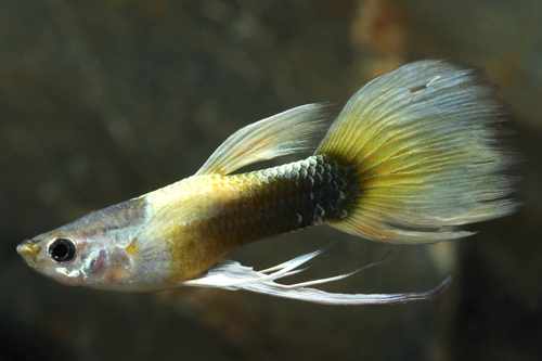 picture of Yellow Tuxedo Ribbon Guppy Male Med                                                                  Poecilia reticulata