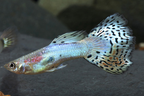 picture of Purple Dragon Delta Guppy Pair Med                                                                   Poecilia reticulata