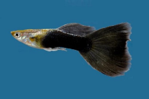 picture of Half Black Delta Guppy Pair Med                                                                      Poecilia reticulata