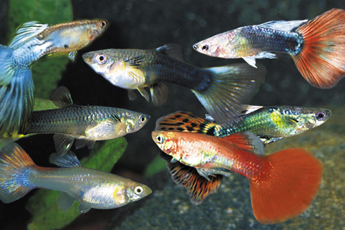 picture of Assorted Delta Guppy Pair Med                                                                        Poecilia reticulata