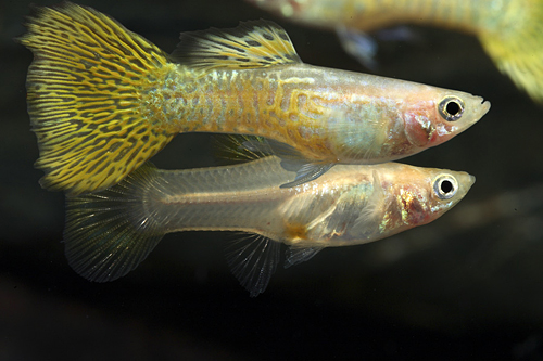 picture of Gold Cobra Delta Guppy Pair Med                                                                      Poecilia reticulata